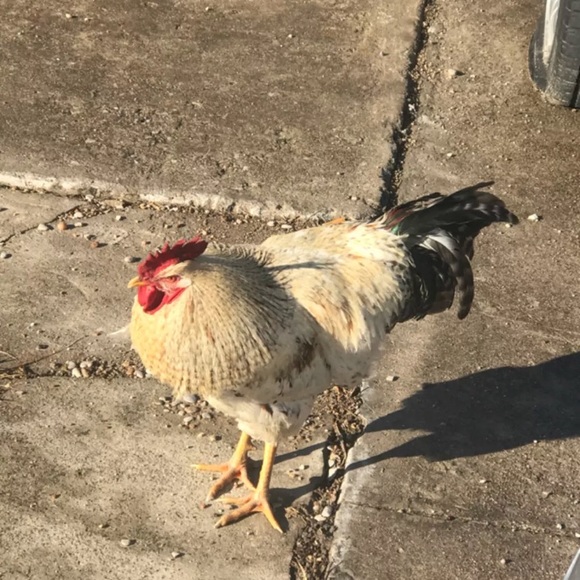 Meet your Posher, John - Picture 2 of 2